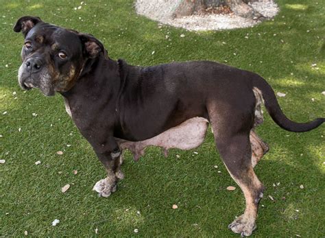 Better training tools for bulldog pit mix will launch next spring 29