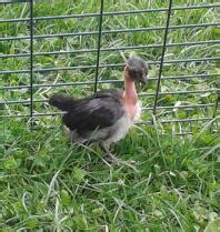 Naked Neck Chickens Naked Neck For Sale Chicken Breeds
