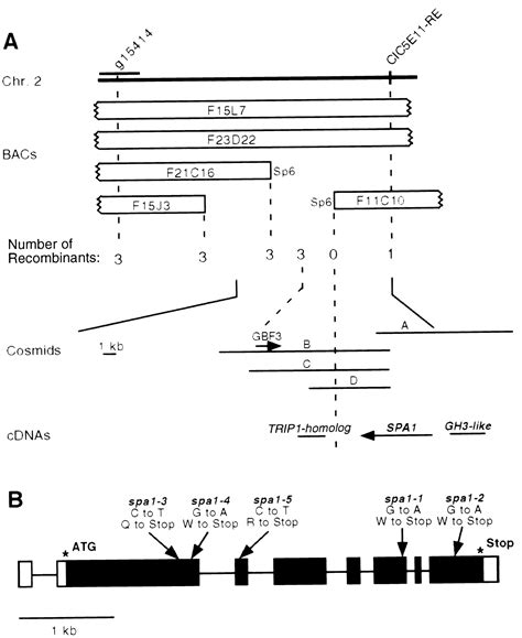 SPA1, a WD-Repeat Protein Specific to Phytochrome A Signal Transduction ...