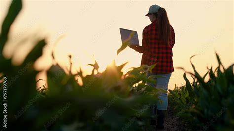 Agronomist On Farm Modern Digital Technologies Farmer Man In Corn