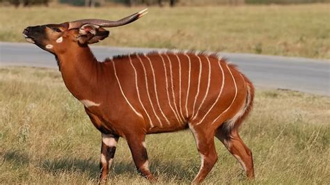 Bongo Natureza Animal