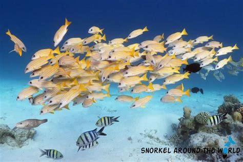 Maldivian Fish Names And Photos You Can See While Snorkeling