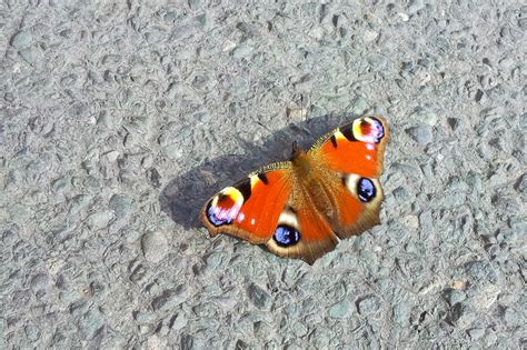 peacock butterfly  stock photo public domain pictures