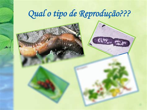 Alguns órgãos Que Compõem O Sistema Reprodutor Masculino São