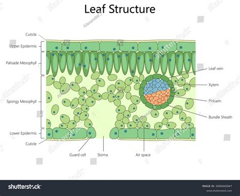 Cross Section Of A Leaf Labeled