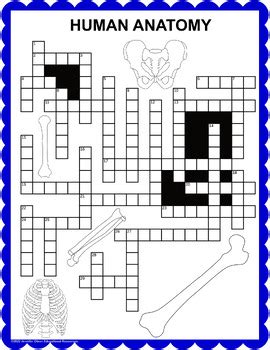 Human Anatomy Crossword By Jennifer Olson Educational Resources TpT