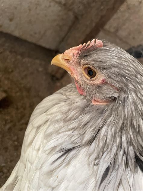 Is my chicken going blind?! : r/chickens