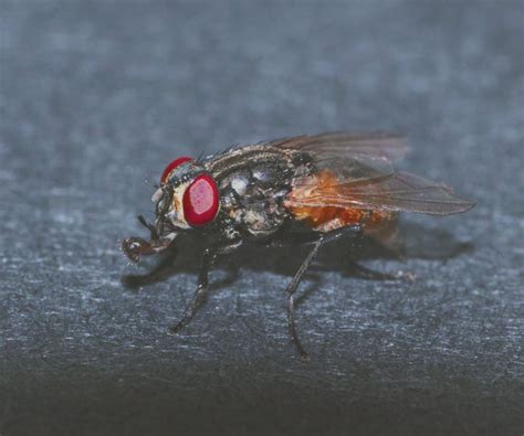 House Fly Flyboss