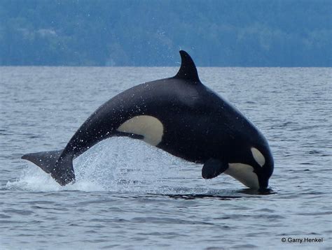 Детеныш касатки - 69 фото