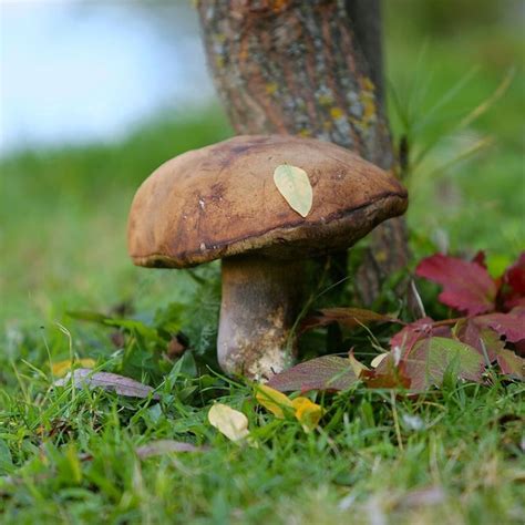 Lopota Resort | ლოპოტა რეზორტი - Hotel