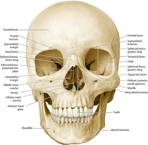 Facial Bones And Neurocranium Frontal View Anatomia Studio