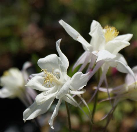 Gärtnerei Staudenspatz Akelei Kristall Aquilegia Caerulea Kristall