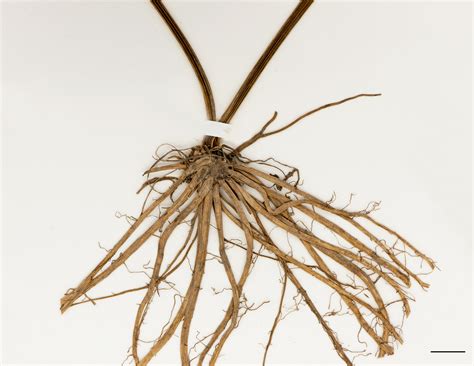 Renoncule Rampante Herbier Du Québec