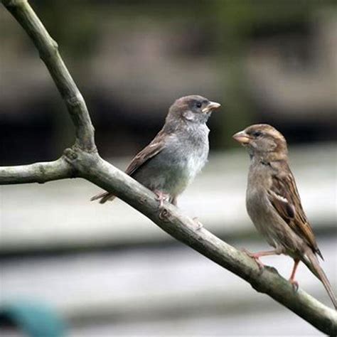 What Do Field Sparrows Eat Diy Seattle