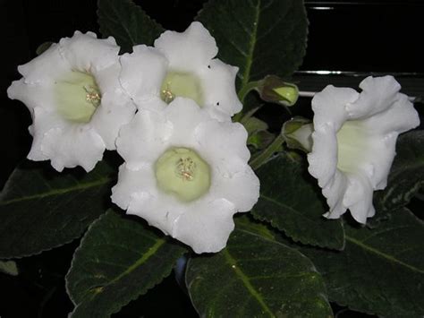 Купите Глоксиния Mont Blanc (Монт Бланк) из питомника Долина роз с ...