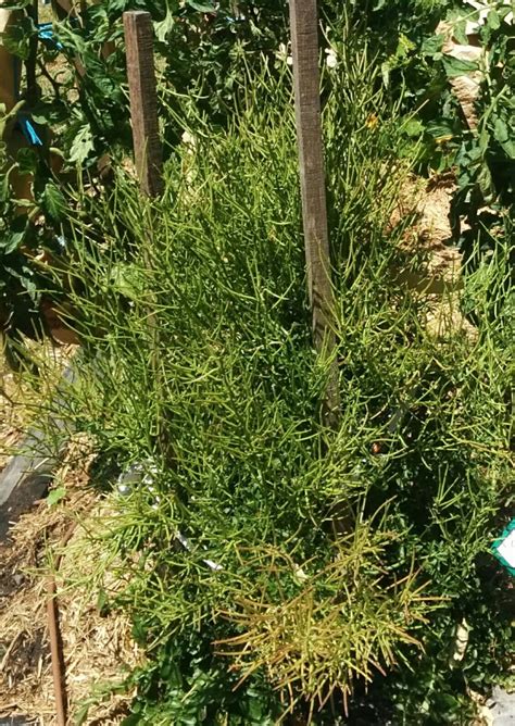 Growing Land Cress The Grantham Gardener