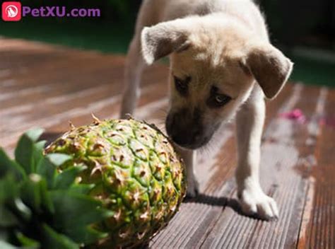 dogs eat pineapple   safe  good    bad   puppies eat petxu