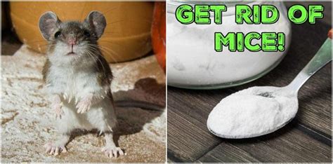 Clever Ways To Get Rid Of Mice That Actually Work Getting Rid Of