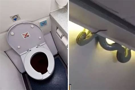 Royal Ascot Streaker Dressed Up As Lady Muck Before Stripping Naked In Front Of Queen Daily Star