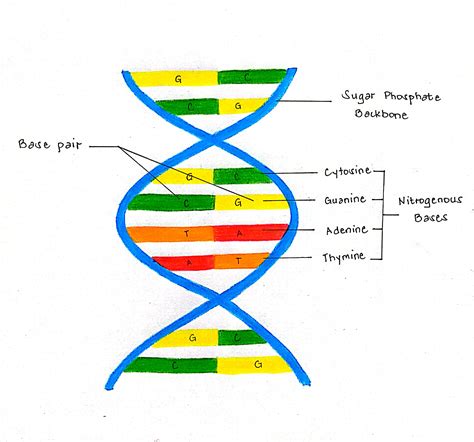 Solved 1 Draw The Detailed Structure Of Dna 2 How Can The Dna Molecule Course Hero