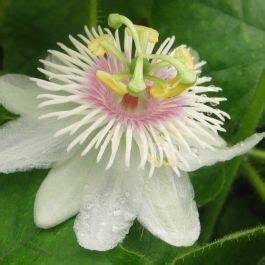 Passiflora Foetida Seeds (Love-in-a-Mist Seeds)