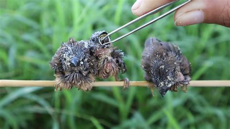 bird eating earthworm youtube