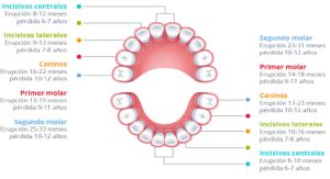 Etapas Y Cronolog A Erupci N Dentaria Blog Policl Nica Comarcal Vendrell