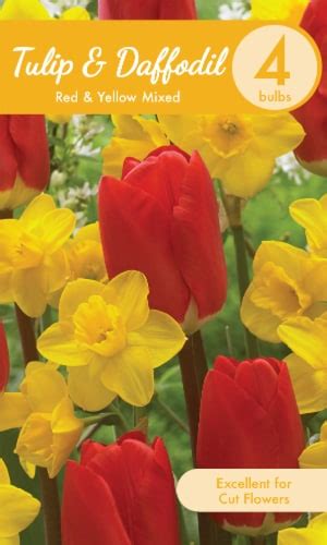 Mixed Daffodils & Tulips - Red/Yellow, 4-stem - Kroger