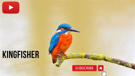 Kingfisher Bird Moments Kingfisher Bird Sound Youtube