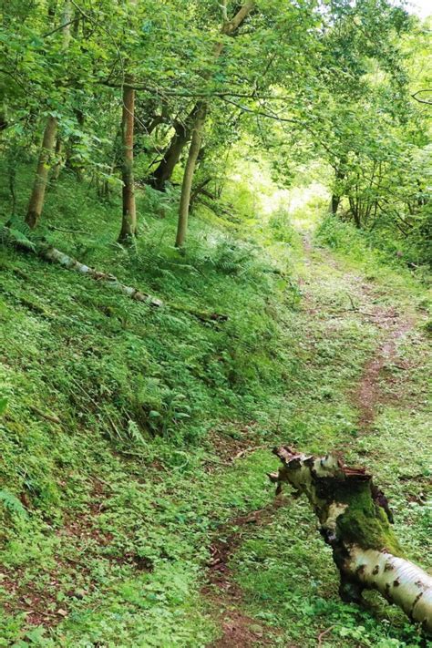 woodland path bushcraftuk