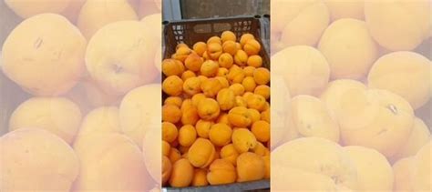 Абрикос купить в Челябинске | Товары для дома и дачи | Авито