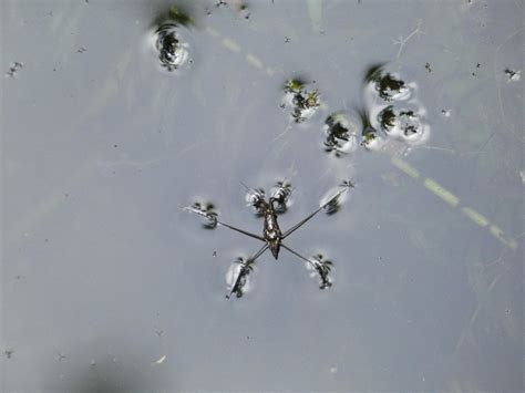 Striped Pond Skaters From La Estrella Antioquia Colombia On July