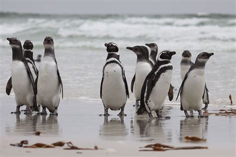 Which Penguins Species Live in Warm Climate? - Penguins Blog