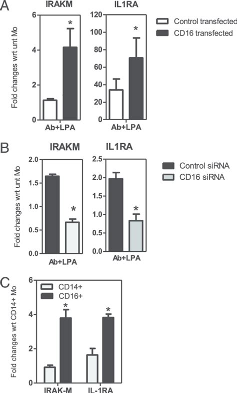 cd induces  expression  negative regulators