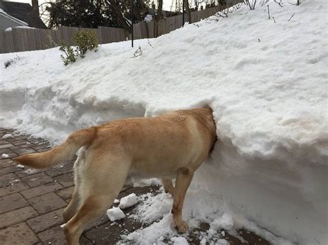Create Meme Animals Dog In The Snow Pictures Meme