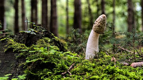 Why Is The Tip Of The Penis Mushroom Shaped POPSUGAR Love Sex
