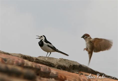 White Faced Wagtail Birds Of Tibetan Plateau China Bird Images