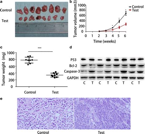 High Expression Of Hsa Circ 0055538 Inhibits Tumorigenesis A Tumors