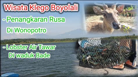 WISATA BOYOLALI Waduk Bade Klego Dan Penangkaran Rusa Di Wonopotro