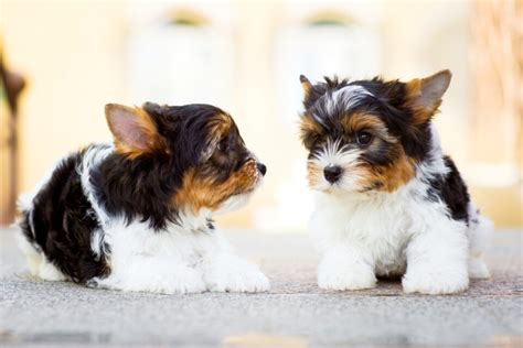 10 Best Yorkshire Terrier Breeders 2024 Our Top 10 Picks