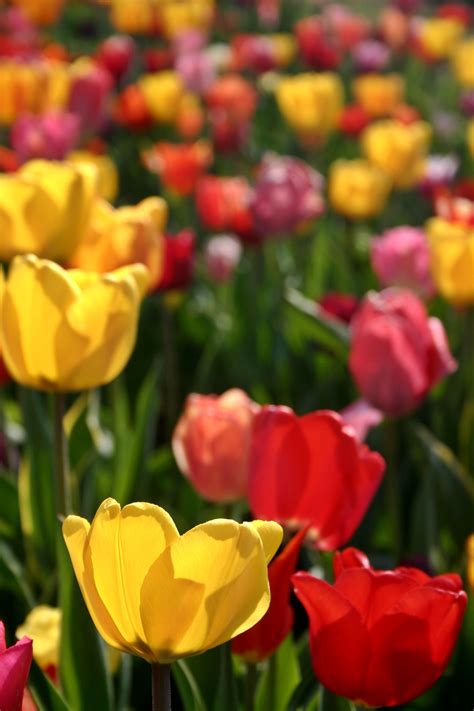 images nature blossom sun flower petal bloom tulip spring