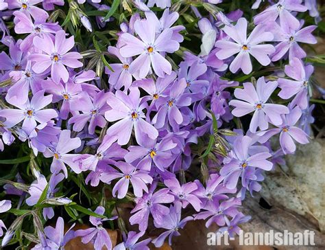 Флокс шиловидный "Emerald Cushion Blue" (Эмеральд Кюшон Блю) - купить в ...