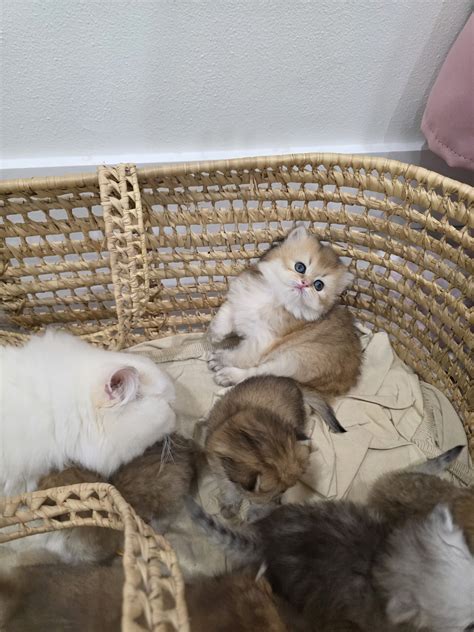 Available Kittens - Maison Miami Cattery | Miami Beach