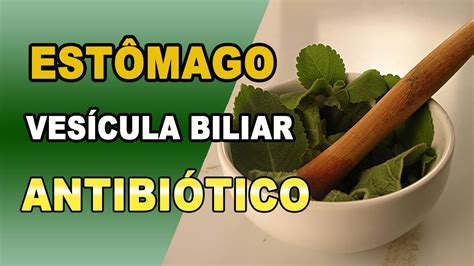 Remédio Caseiro Para O Estômago E Também é Antibiótico Youtube