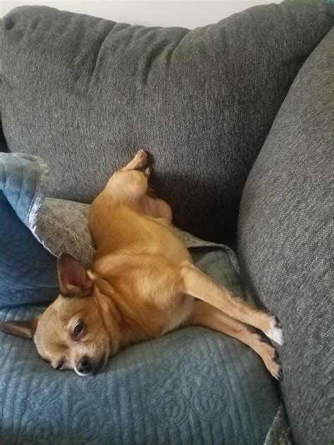 Tasha caught me snapping a nap pic. : r/Chihuahua