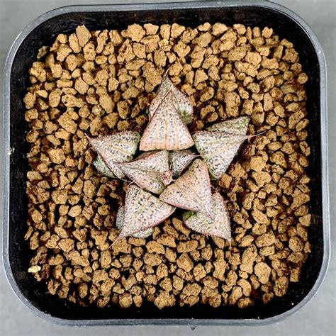 Yahoo!オークション - Ruchia 14Y 実生(未繁殖) ハオルチア Haworthia