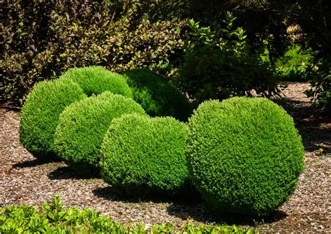 Туя западная Тедди - описание, фото, посадка и уход | ARTEM-SAD.RU