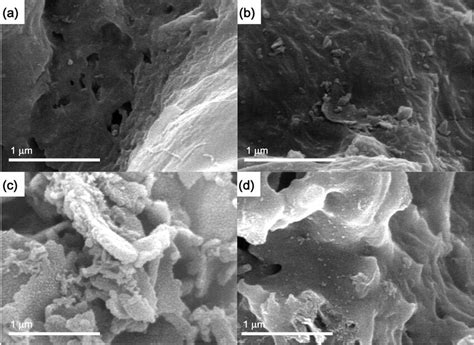 SEM images showing the presence of a smooth surface in (a) NG6 and (b ...