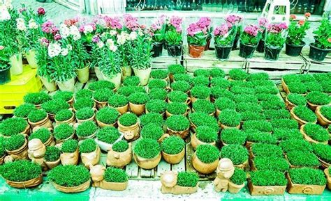 سبزه عید نماد زندگی ، شادابی و رویش - سیری در ایران