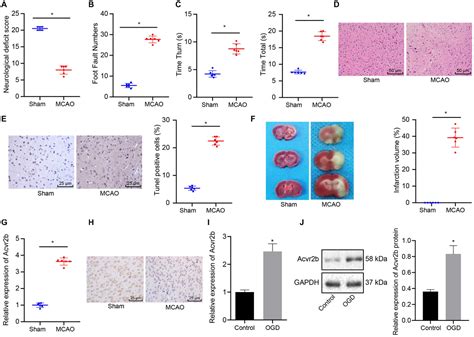 Frontiers Upregulation Of Extracellular Vesicles Encapsulated Mir 132